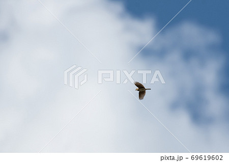 大空を飛ぶ鳥 ヒバリの写真素材