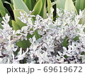 Very beautiful and attractive flowers and plants . 69619672
