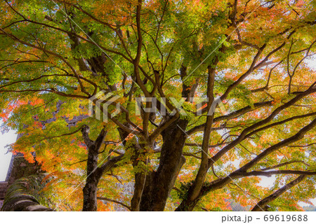 荒城の秋　岡城址 69619688