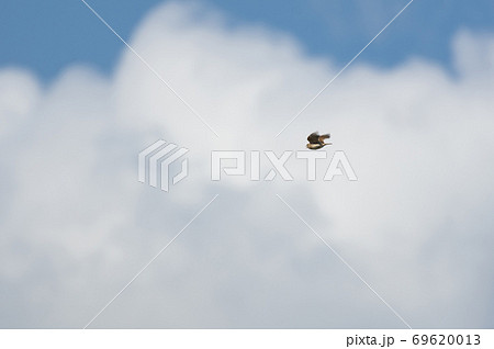 大空を飛ぶ鳥 ヒバリの写真素材