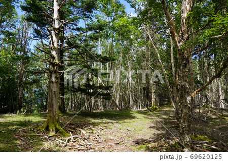 山伏　大谷嶺間の登山道 69620125