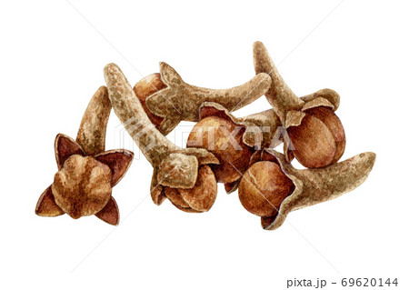 Clove spice heap watercolor illustration.  69620144