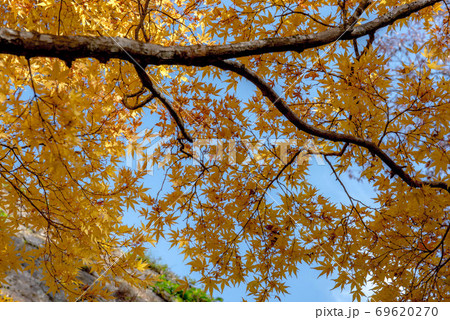 荒城の秋　岡城址 69620270