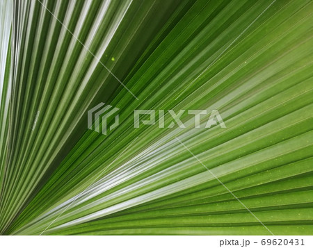 Full frame shot of green palm tree leaf background Full frame shot of green palm tree leaf background 69620431