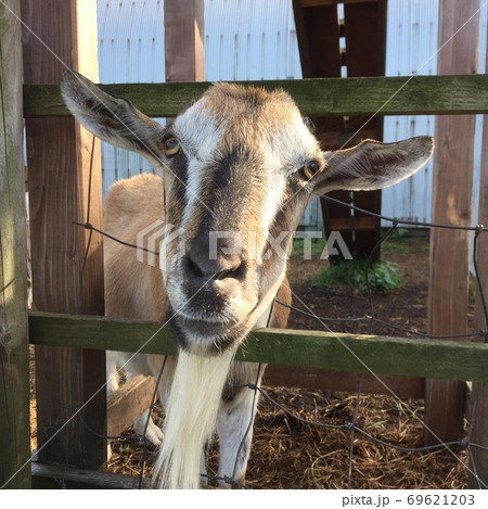 タカトシ牧場のヤギ タカトシ牧場のヤギ 69621203