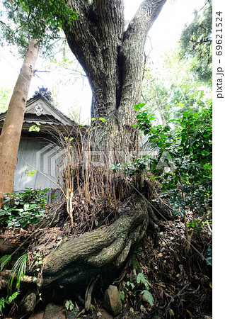 シナノキの古木　秋田県 69621524