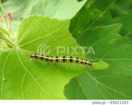 芙蓉に着く害虫「フタトガリコヤガ」の幼虫 69621565
