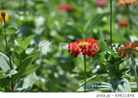 夏の花 ジニア 夏の花 ジニア 69621846