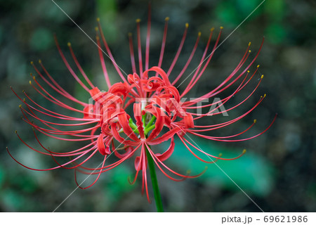 満開に咲いた真紅の彼岸花 69621986
