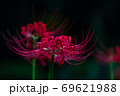 暗めの背景に真紅が映える彼岸花 69621988