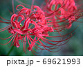 緑色を背景に2つ並んで咲く彼岸花 69621993
