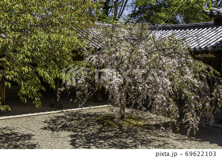 夢殿と桜 法隆寺 奈良 夢殿と桜 法隆寺 奈良 69622103