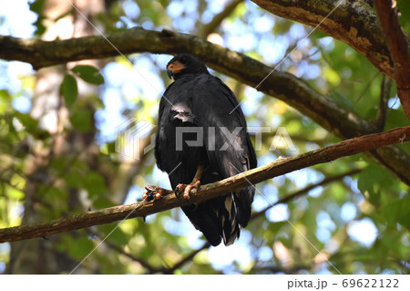 クロノスリ(コルコバード国立公園、コスタリカ) クロノスリ(コルコバード国立公園、コスタリカ) 69622122