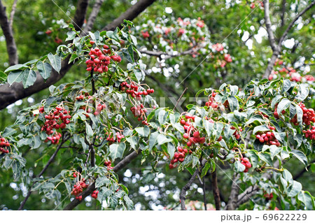 ゴンズイの実 ゴンズイの実 69622229