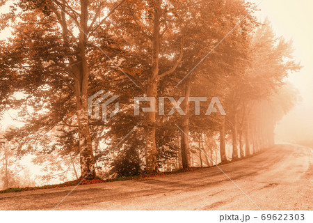 road in the fog with row of trees road in the fog with row of trees 69622303