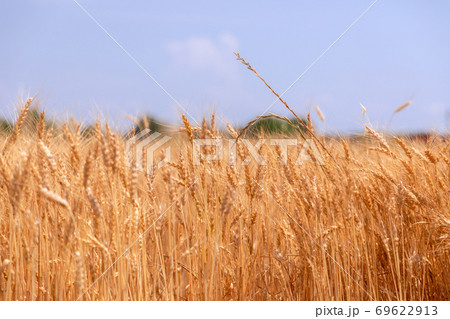 Wheat field under the summer blue sky. (Selective Focus) Northern Italy 69622913
