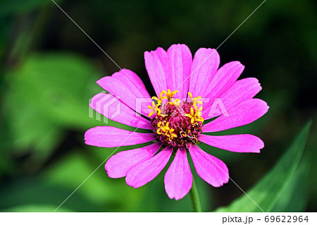 ヒャクニチソウ（百日草） 69622964