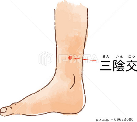 ツボ・経穴「三陰交」の手描き風イラスト 69623080