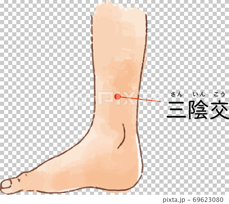 ツボ・経穴「三陰交」の手描き風イラスト 69623080