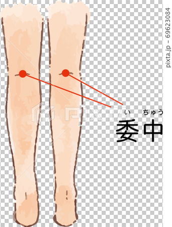 ツボ・経穴「委中」の手描き風イラスト 69623084