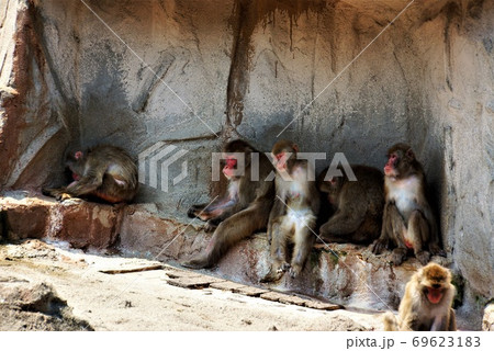 サル山でくつろぐニホンザル～「日立かみね動物園」の動物大集合 69623183