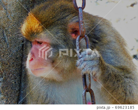 人気者ニホンザルの憂いのある横顔 日立かみね動物園 の動物大集合の写真素材