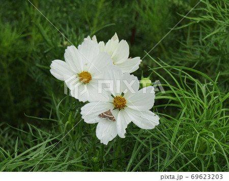 秋の花コスモスの白い花の写真素材