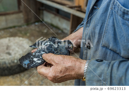 Pigeon chick in loving the human hands. 69623313