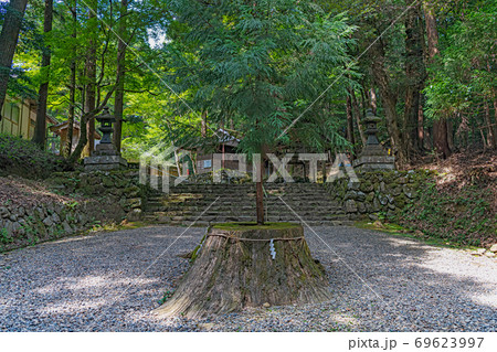 京都福知山 元伊勢内宮 皇大神社の麻呂子親王御手植杉 69623997