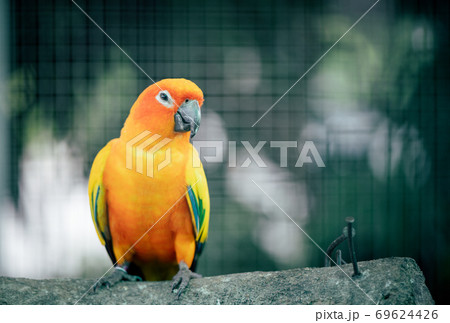Beautiful Lovebird parrot sitting on branch. 69624426