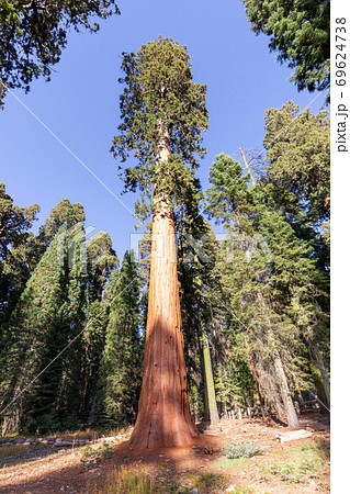 Giant Sequoias Forest. Sequoia National Forest in California, Sierra Nevada Mountains. USA 69624738