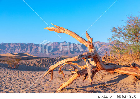 Dry weathered tree in Death Valley National Park 69624820