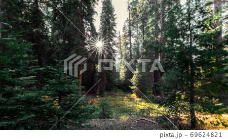 Giant Sequoias Forest. Sequoia National Forest in California, Sierra Nevada Mountains. USA 69624821