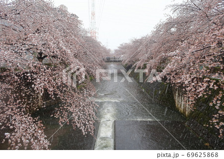 町田市 雪の恩田川 桜並木の写真素材