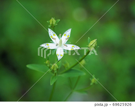アケボノソウ 5枚の花弁 の写真素材