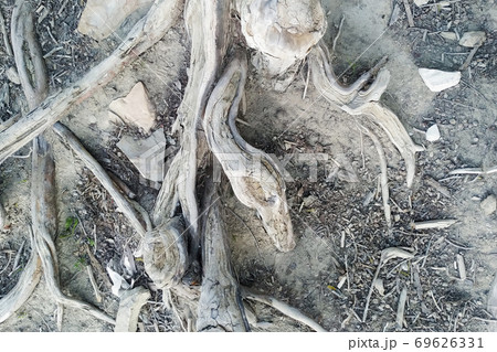 Tree roots. This is cypress Taxodium distichum at the bottom of a dry lake. 69626331