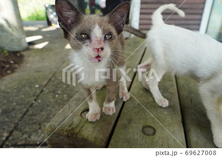 酷暑の季節に人間に捨てられ必死で何かを訴える野良猫の子猫兄弟 69627008