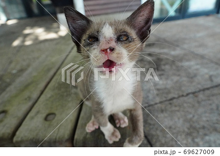 酷暑の季節に人間に捨てられ必死で何かを訴える野良猫の子猫兄弟 酷暑の季節に人間に捨てられ必死で何かを訴える野良猫の子猫兄弟 69627009