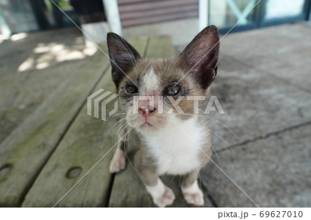 酷暑の季節に人間に捨てられ必死で何かを訴える野良猫の子猫兄弟 酷暑の季節に人間に捨てられ必死で何かを訴える野良猫の子猫兄弟 69627010