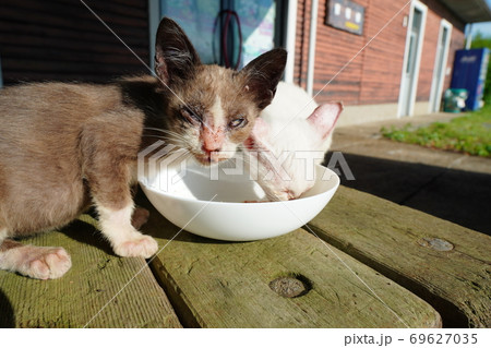 酷暑の季節に人間に捨てられ必死で何かを訴える野良猫の子猫兄弟 酷暑の季節に人間に捨てられ必死で何かを訴える野良猫の子猫兄弟 69627035