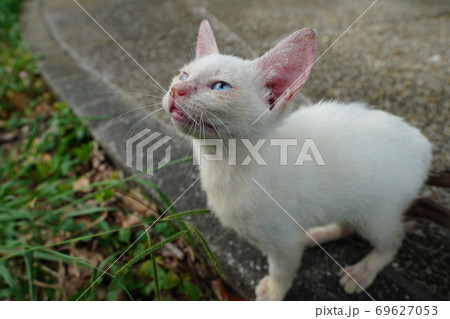 酷暑の季節に人間に捨てられ必死で何かを訴える野良猫の子猫兄弟 酷暑の季節に人間に捨てられ必死で何かを訴える野良猫の子猫兄弟 69627053