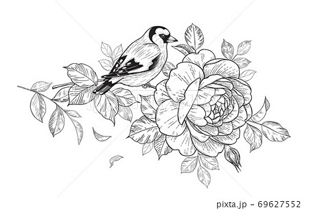 Hand Drawn Goldfinch Sitting on Rose Branch 69627552