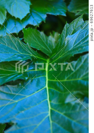 Large leaves of a green plant - soft focus 69627613