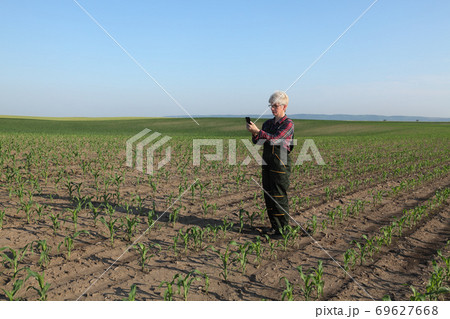 Agricultural scene, female farmer in corn field Agricultural scene, female farmer in corn field 69627668