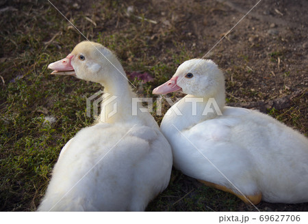 ducks birds at the farm baby fowl white feathers 69627706