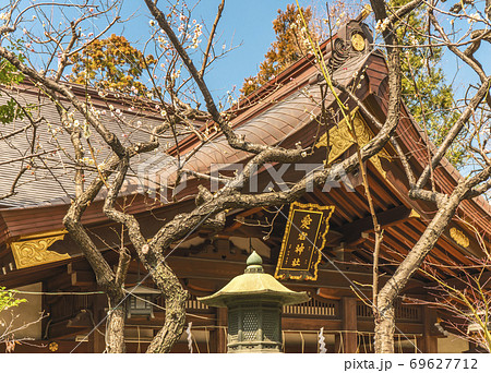 [東京・愛宕] 東京の愛宕神社の将軍梅の木 69627712