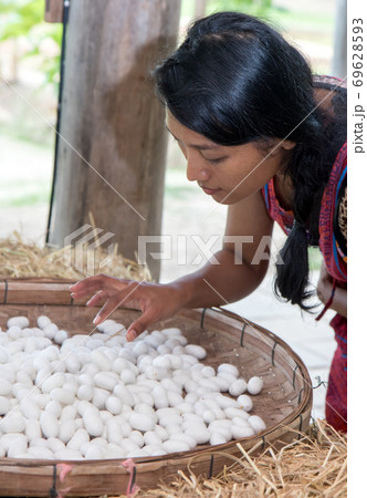 A young Asian woman in traditional dress watch at white silkworm cocoons. 69628593