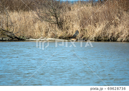 ハイイロチュウヒが飛ぶ様子　　デルタ　ブリティッシュコロンビア　カナダ 69628736