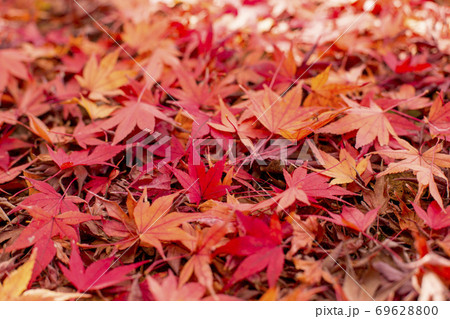 紅葉 落葉 紅葉 落葉 69628800
