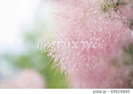 スモークツリーと水滴 69628880